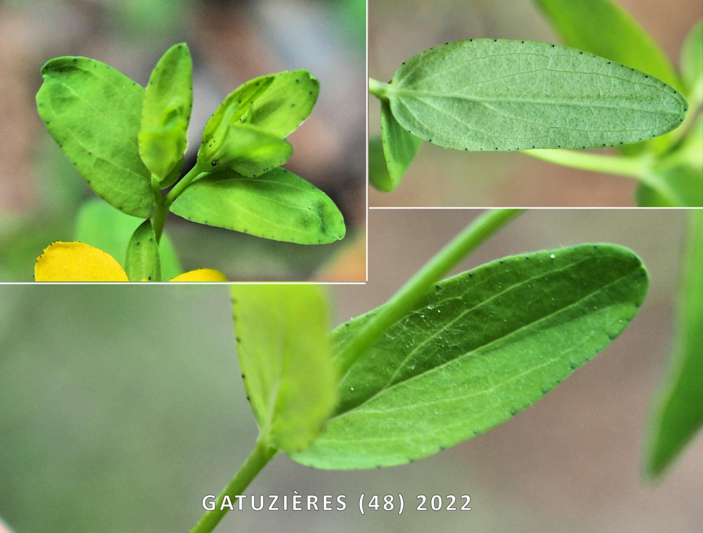 St. John's Wort, Trailing leaf